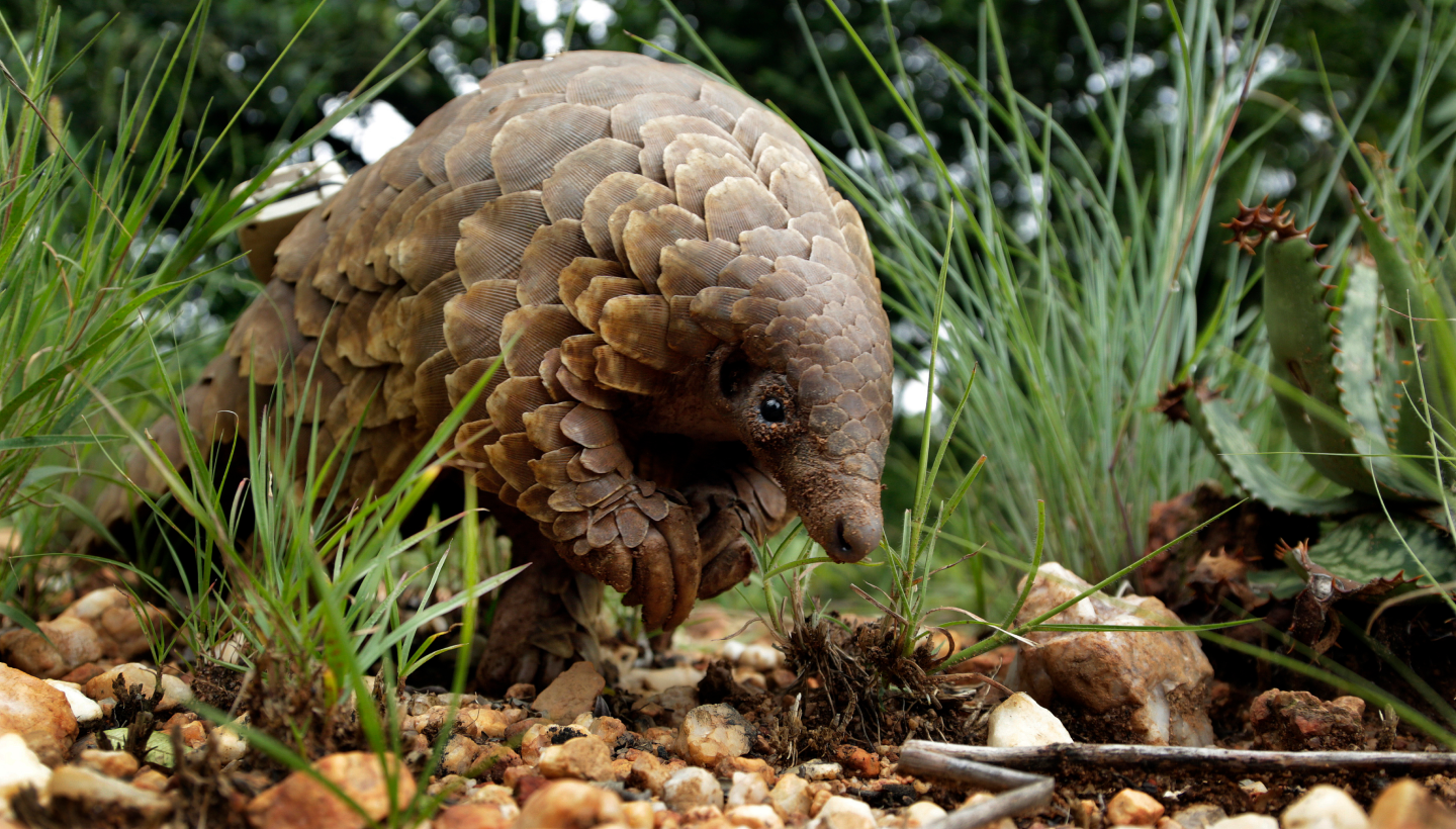 Stop Wildlife Crime