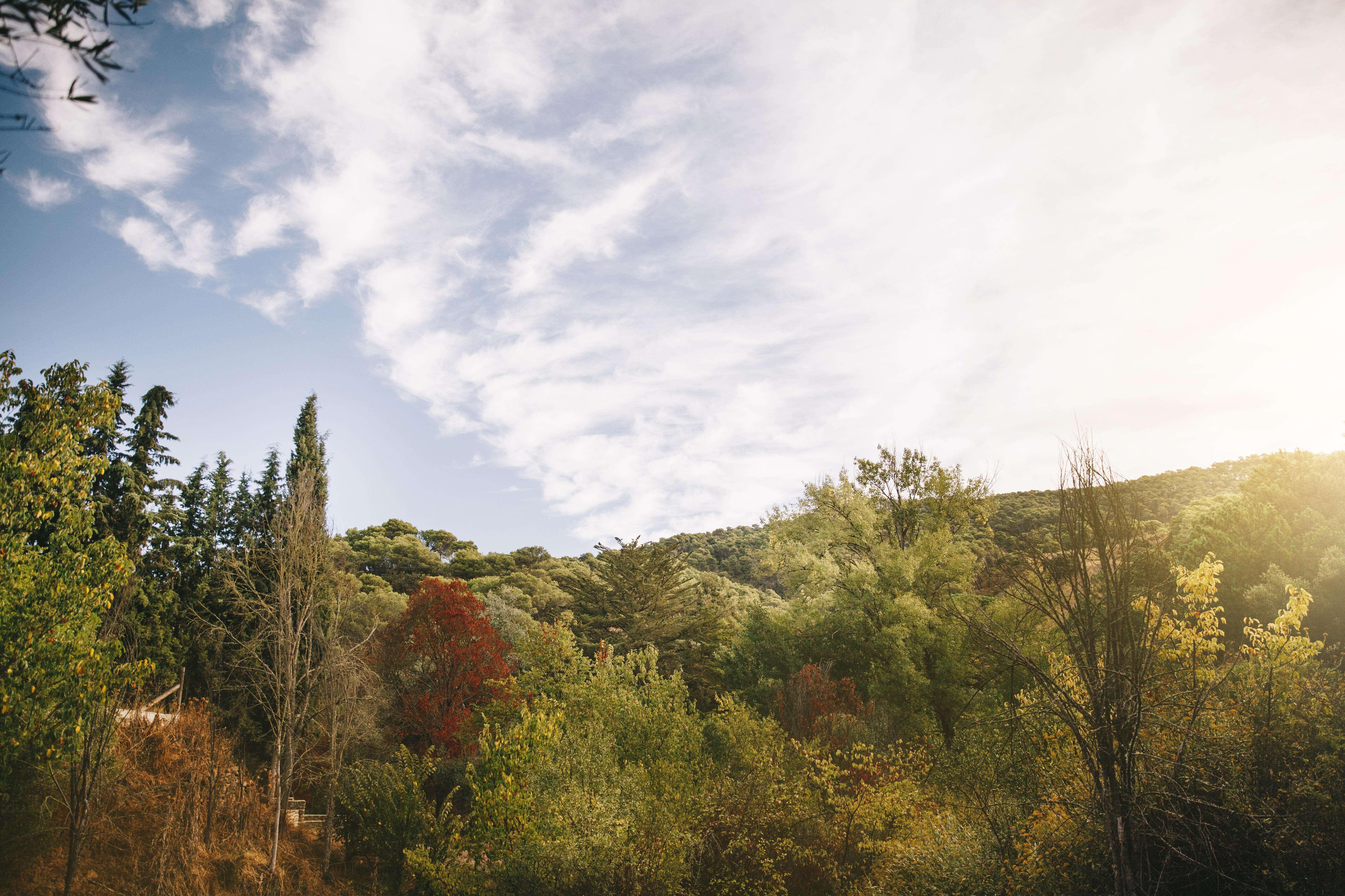 Reforestation program