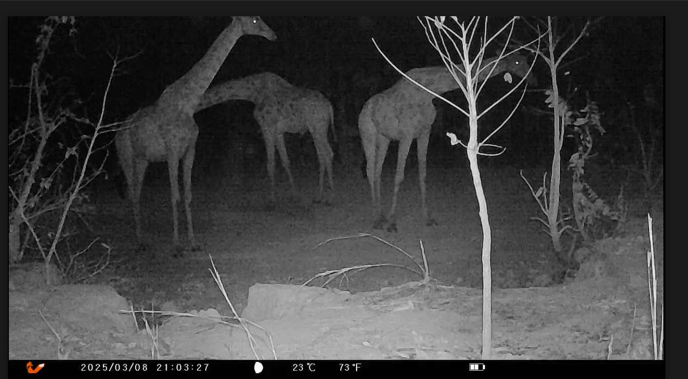 Giraffe