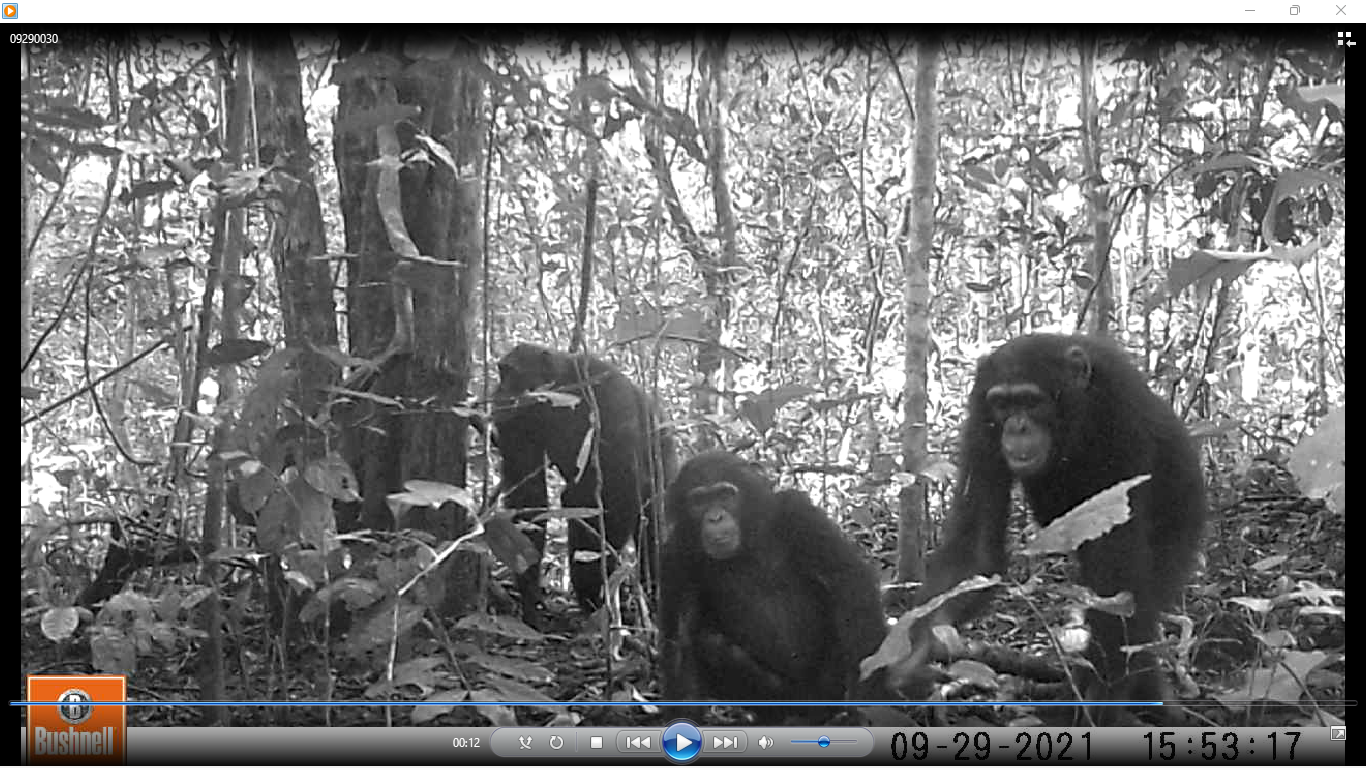 Nigeria-Cameroon Chimpanzee