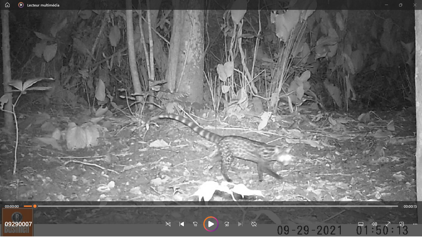 Servaline genet