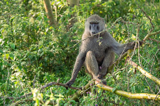 Olive Baboon
